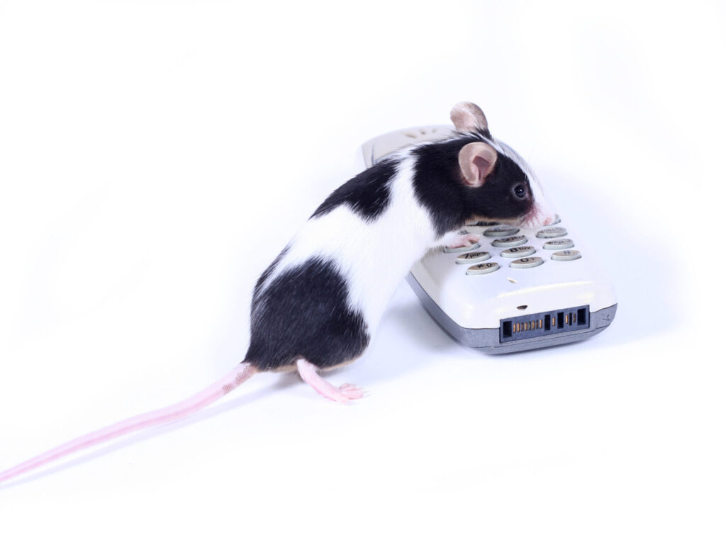 A mouse on the keypad of a phone, implying to contact us for pest control.