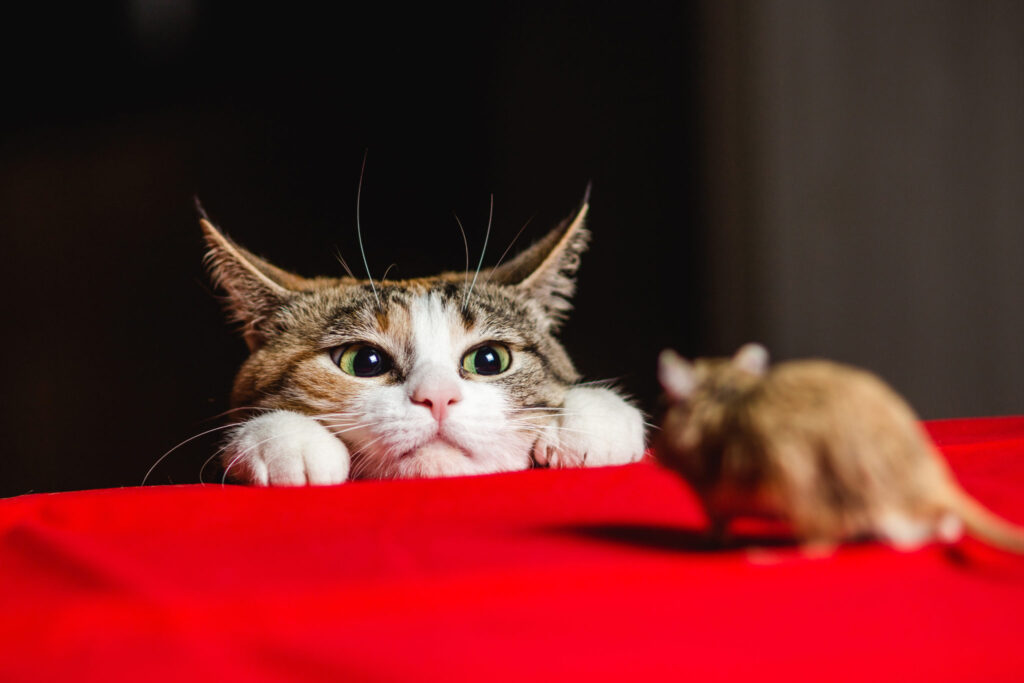 A curious cat fixates on a mouse, capturing a moment of feline intrigue.
