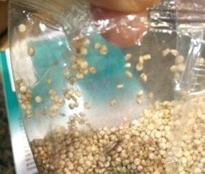 A meal moth discovered in a food packet, emphasizing the need for pest control in storage.