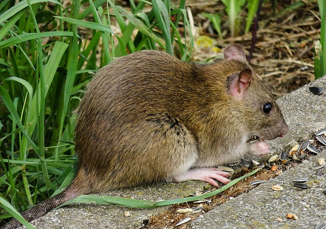 A rodent eating food in an outdoor in grassy area.