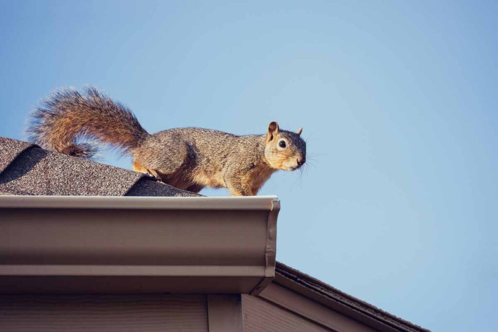 A squirrel perched atop a house, signaling potential challenges that our pest control services address.